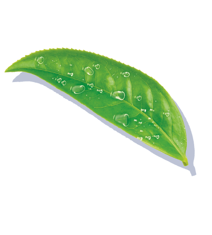 introduction-deco-leaf